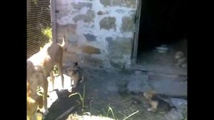 щенки русской гончей