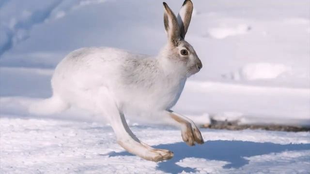 Заяц. Интересно об обитателях полей и лесов. Окружающий мир. Познавательно. смотреть онлайн