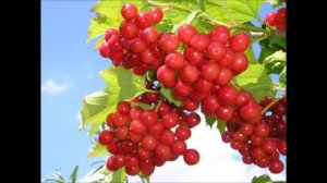 Галина(Растет калина)