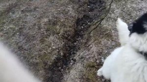 якутская лайка 6 месяцев