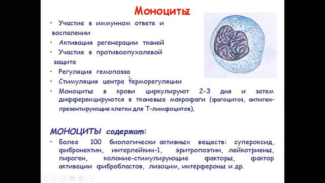 Лейкоциты