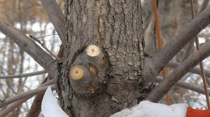 Выбор садового ножа