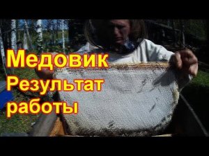 Медовик, результат по мёду