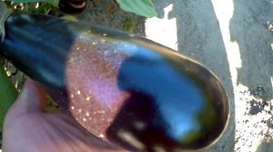 баклажан фабина ф1