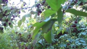 Кизил "АЛЕКСАНДР" - высокоурожайный, крупный, сладкий...