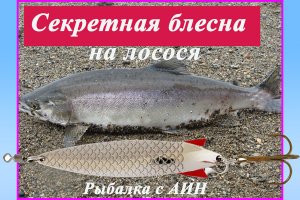 Лосось морской в Зеленоградске на Abu Garcia