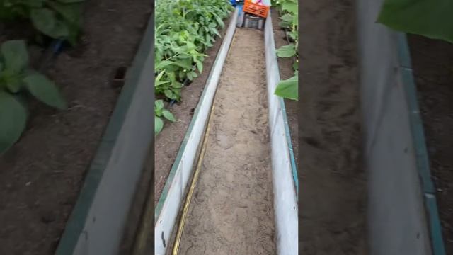 Подкормка по листу Бороплюс + кристалон.