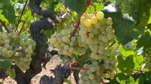 Как узнать, что пора собирать урожай винограда