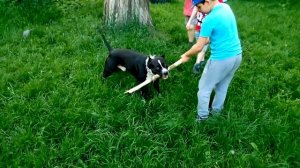 Питбуль порвал детей