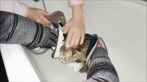 Кот в душе. Моем кота cat in the shower