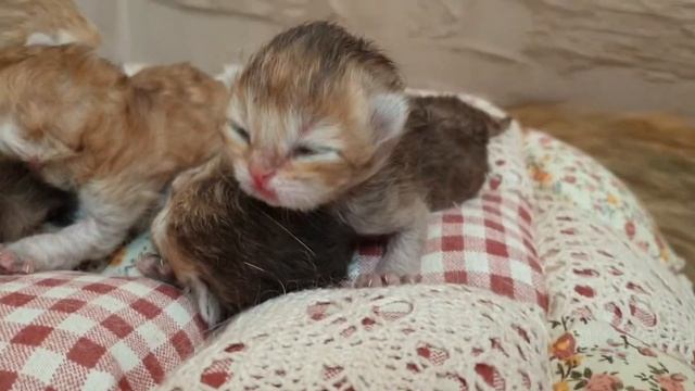 Британские золотые котята. Возраст 3 дня