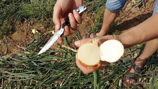 Сорт лука на выгонку пера - Каратал смотреть онлайн