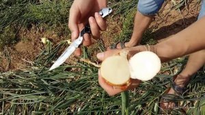 Сорт лука на выгонку пера - Каратал