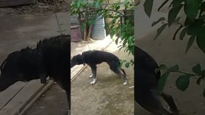 эпилепсия у собаки таково вида