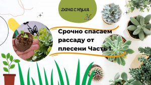 Срочно спасаем рассаду от плесени__Что нужно делать Часть 1.