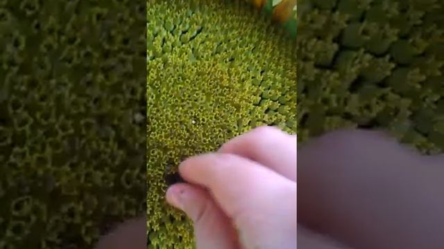 Семечки из подсолнуха. Часть 1. смотреть онлайн