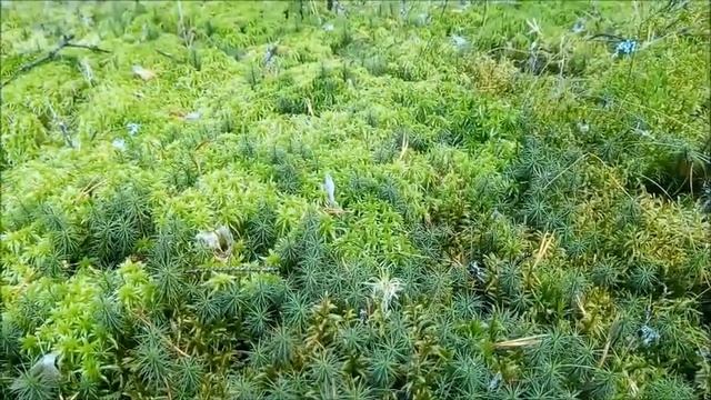 Как отличить мох Сфагнум от Кукушкина Льна и как их применять для орхидей?