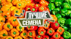 Спросили у продавца , какие самые популярные у покупателей ? ✔️