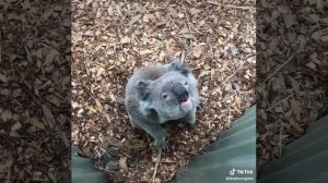 Коалы не всегда милые