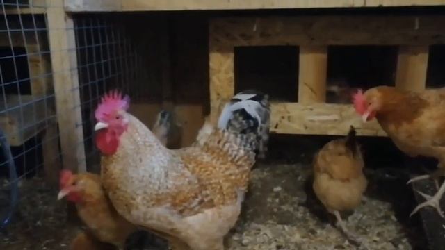 Царскосельские куры. Яйценоскость в октябре. Опять включил инкубатор. смотреть онлайн
