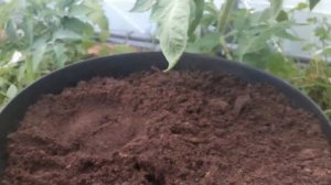 ПАСЫНКИ У ТОМАТОВ, КАК ДОПОЛНИТЕЛЬНЫЙ ПОСАДОЧНЫЙ МАТЕРИАЛ