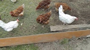 Загон для кур.Куры#9.