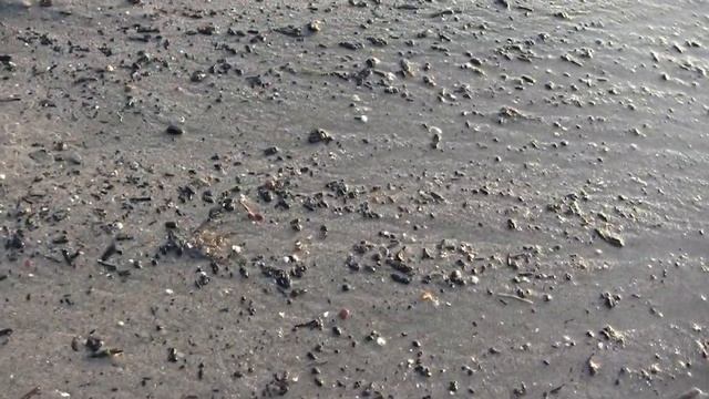 Калининград.Балтийск.Поиск янтаря на берегу моря.Выброс.
