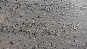 Калининград.Балтийск.Поиск янтаря на берегу моря.Выброс.