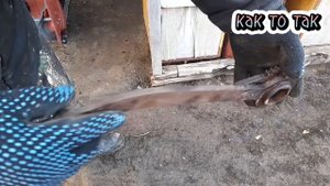 Старая трещётка