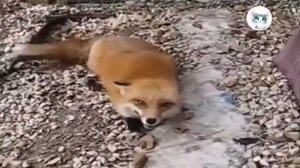 Лиса смеётся как человек  Прикол