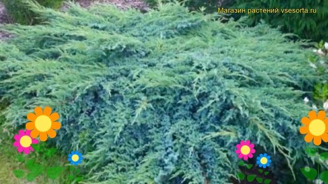 Можжевельник чешуйчатый Блю свид. Краткий обзор, описание juniperus squamata Blue Swede смотреть онлайн