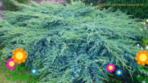 Можжевельник чешуйчатый Блю свид. Краткий обзор, описание juniperus squamata Blue Swede