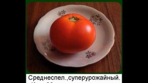 "Томатное дерево" ("Помидорное дерево")