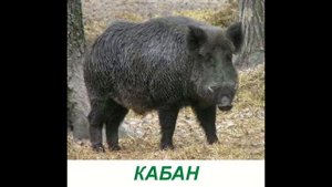Животные для детей - Презентация по Доману (Лесные Животные)