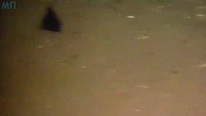 20 МУТАНТОВ ЧЕРНОБЫЛЯ СНЯТЫХ НА КАМЕРУ