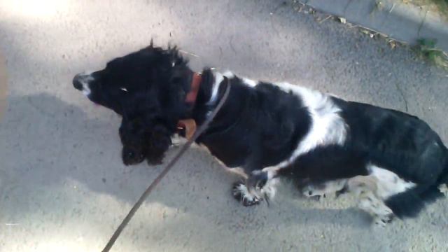 ВЛОГ: гуляю с гердой.(2 ЧАСТЬ) смотреть онлайн