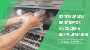 ВЕС БРОЙЛЕРОВ на 25 день УДИВЛЯЕТ! Смотрите специальный репортаж, покажем МАКСИМАЛЬНЫЙ ВЕС БРОЙЛЕРА!