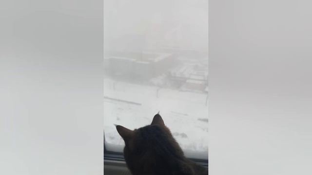 03.12.23 В Москве метель...город встал
