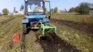 Копка картошки самодельной транспортёрной картофелекопалкой 2021