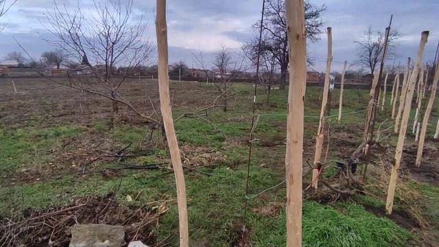 Установка столбов из акации для виноградника. Завершение. смотреть онлайн