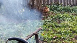 Чай с боярышником, шиповником и с  медом. очень вкусно и полезно. ???