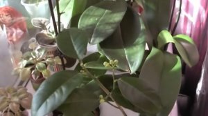 Убрала чешуйки на почках орхидеи ? пересадка орхидеи Sogo Lawrence