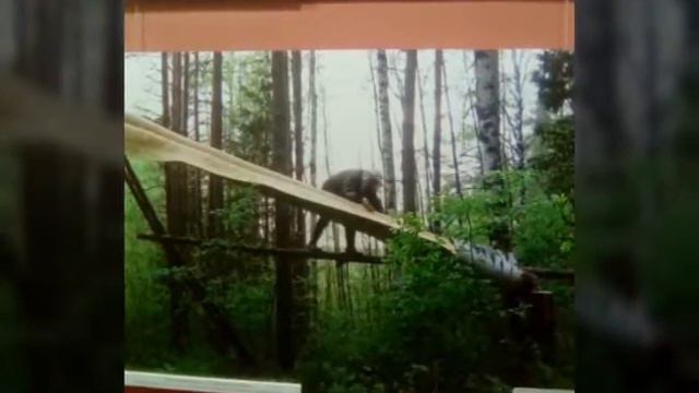 Дарвинский музей смотреть онлайн