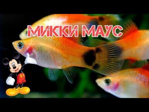 ПЕЦИЛИЯ МИККИ МАУС. СОДЕРЖАНИЕ И РАЗВЕДЕНИЕ В АКВАРИУМЕ