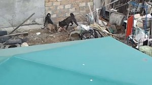 Бродячие псы едят друг друга в псевдоприюте