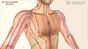 Меридиан жёлчного пузыря 膽, малый ян 少阳