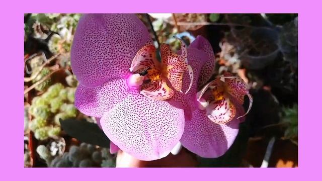 Орхидея фаленопсис Манхеттен ( Orchid, Phalaenopsis Manhattan) смотреть онлайн