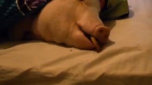 БАБА ГРАЕ НА БАЯНИ  супер позитив