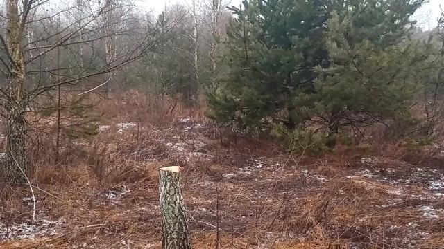 #фермер#агро#агросфера Спиливаю деревья на участке. Не хватило сил вырубить первый гектар. смотреть онлайн