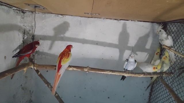 Зимовник Часть 1(Корелла, Ожереловый попугай, Пенантовая розелла) смотреть онлайн